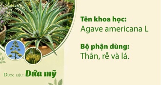 Công dụng của dược liệu Dứa mỹ trong y học